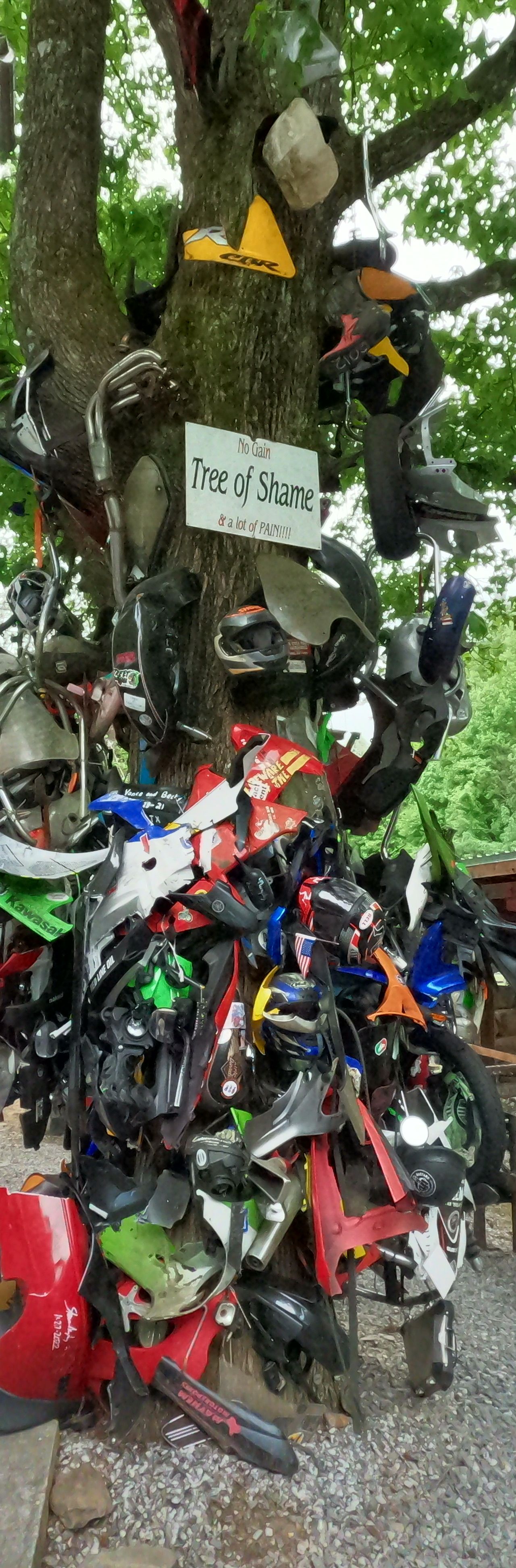 Tree of shame