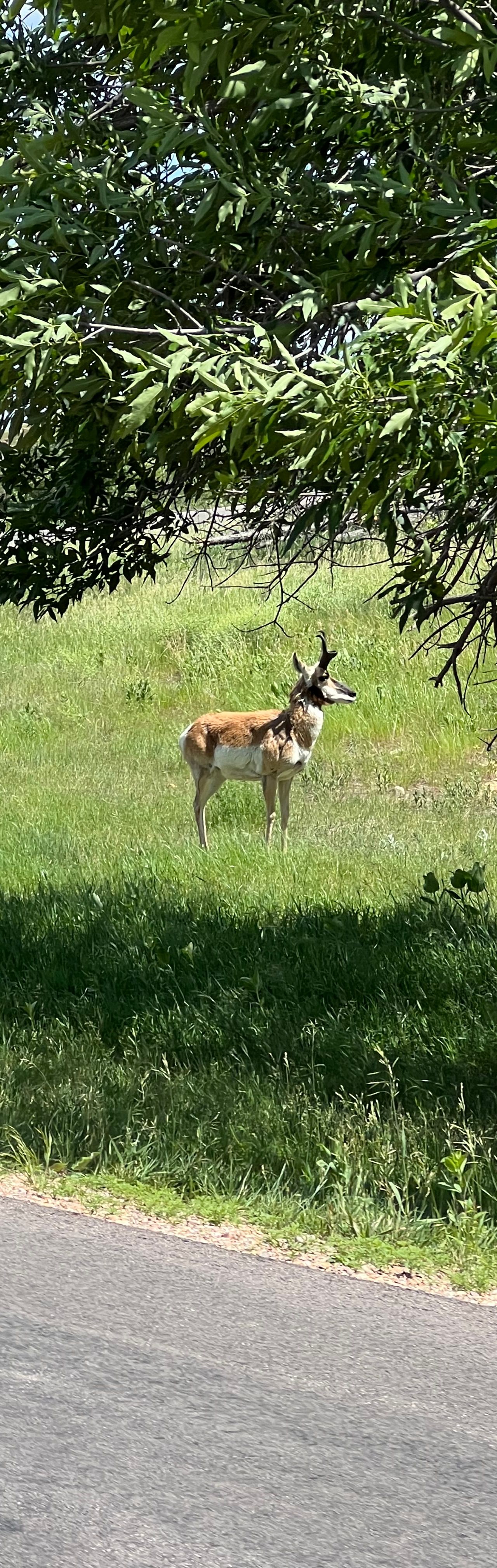Custer State Park is one of my personal favorite rides - such a bonus seeing al the wildlife throughout 🦬🐐🐾🌾