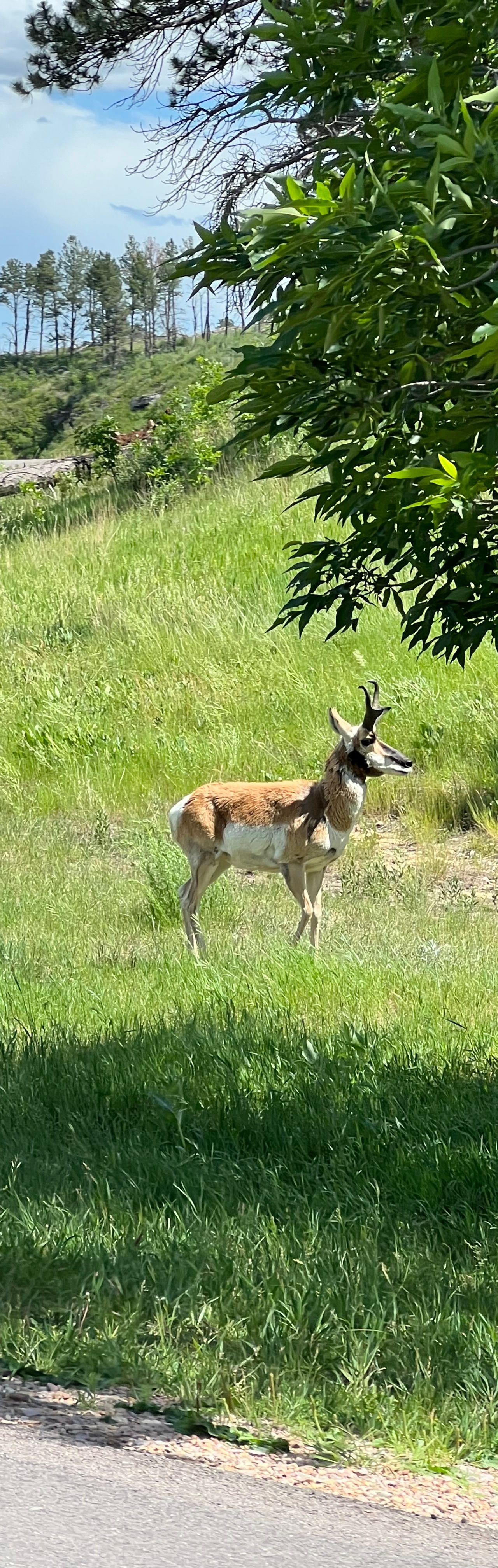 Custer State Park is one of my personal favorite rides - such a bonus seeing al the wildlife throughout 🦬🐐🐾🌾