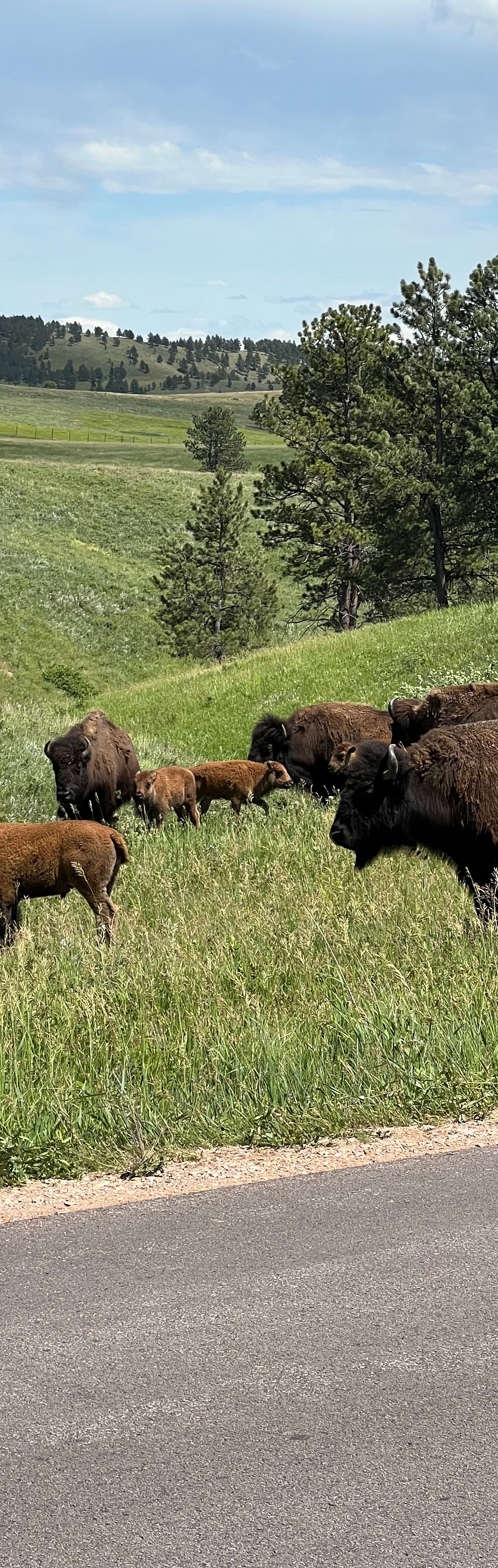Custer State Park is one of my personal favorite rides - such a bonus seeing al the wildlife throughout 🦬🐐🐾🌾