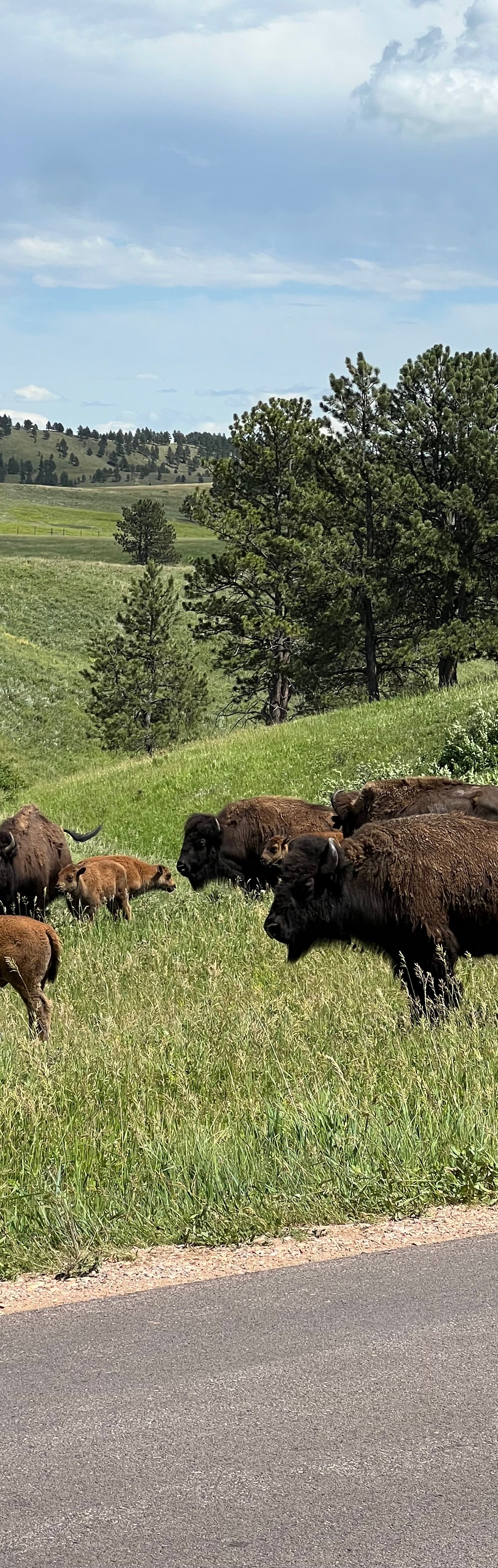 Custer State Park is one of my personal favorite rides - such a bonus seeing al the wildlife throughout 🦬🐐🐾🌾