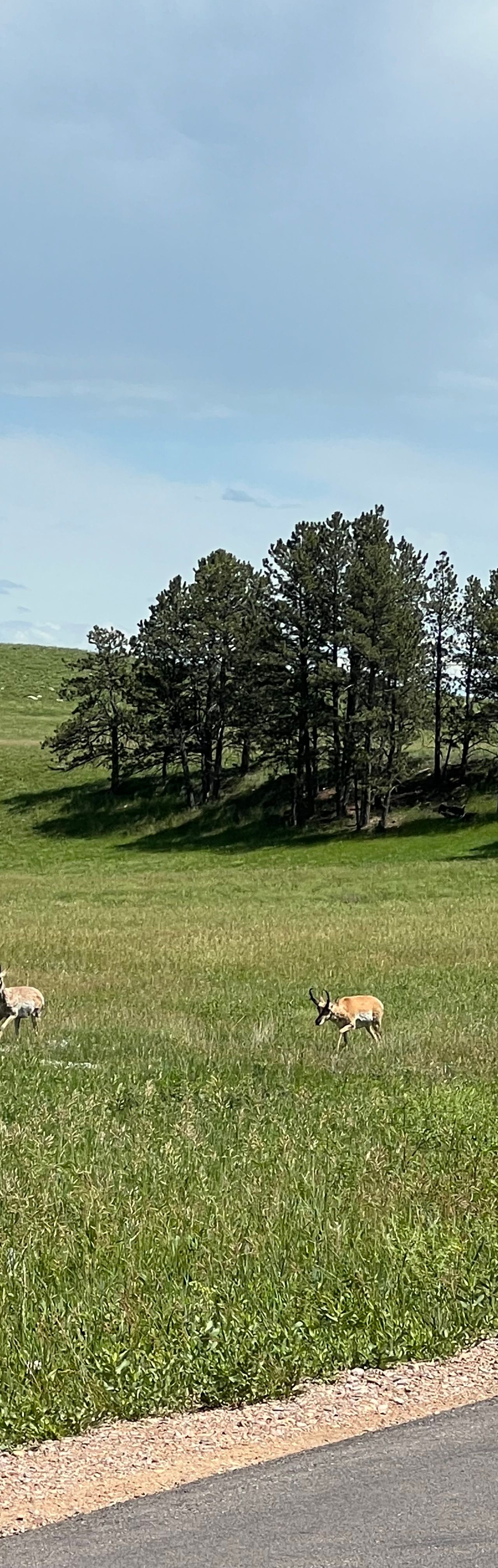 Custer State Park is one of my personal favorite rides - such a bonus seeing al the wildlife throughout 🦬🐐🐾🌾